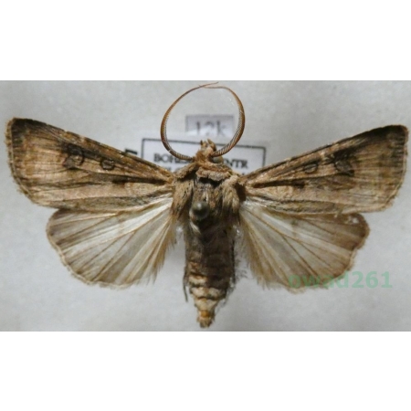 Agrotis clavis (Hufnagel, 1766) male Rolnica Czech12k